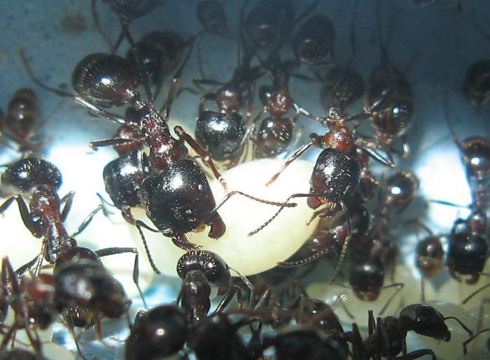 Еще 1 личинка 